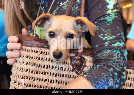 Femme portant un petit chien dans un sac à main tissé brun avec chiot levant la tête hors du haut pour regarder autour. Banque D'Images