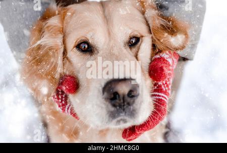 Golden Retriever chien avec fille en hiver Banque D'Images