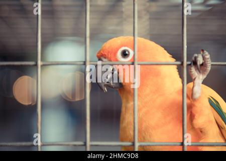 Perroquet jaune et orange d'époque dans une cage dans un parc public Banque D'Images