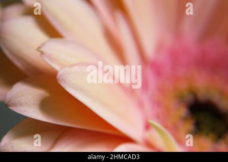 Pétales de gerbera rose-jaune tendre (Gerbera hybrida) en gros plan Banque D'Images