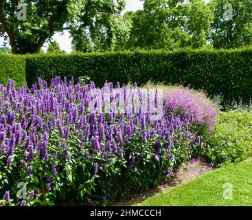 Haie d'Agastache pourpre dans un jardin Banque D'Images