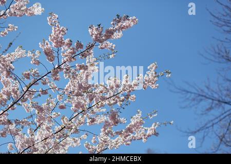 Vacances hanami. Fleur de Sakura. Branche délicate par temps ensoleillé. Arrière-plan du ressort. Notion de tendresse. Fleurs roses. Photo de haute qualité Banque D'Images