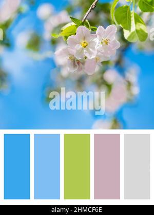 Pommier en fleurs branches fleurs blanches et feuilles vertes sur fond bleu ciel. Beau jardin fleuri, printemps, été jour ensoleillé, nature, fl Banque D'Images