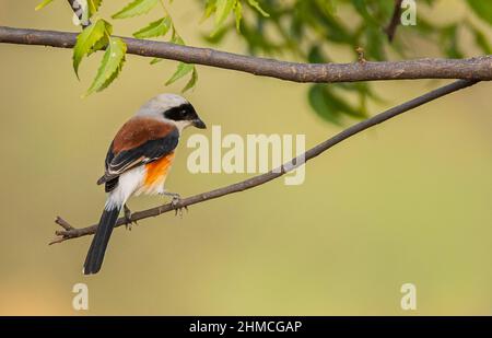 Une crevette à longue queue perchée sur une branche dans un parc Banque D'Images