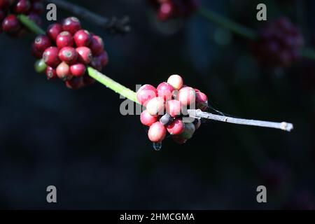 Grains de café de cerise rouge Robusta sur une branche avec une goutte d'eau pendante en dessous Banque D'Images