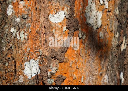 L'écorce d'un chêne d'argent indien à la lumière du soleil, Grevillea robusta arbre texture écorce Banque D'Images