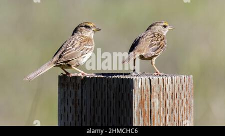 Bruant couronné d'or perché sur un poteau de clôture et regardant la caméra. Comté de Santa Clara, Californie, États-Unis. Banque D'Images