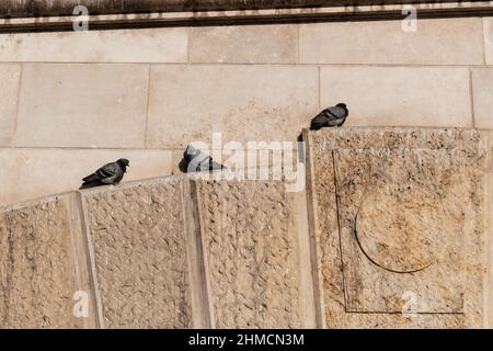 Les pigeons se reposent et se prélassent au soleil Banque D'Images