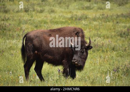 Taureau solitaire de bison debout seul dans un grand champ herbacé. Banque D'Images