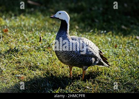 L'oie de l'empereur (Anser canagicus), également connue sous le nom d'oie de plage ou d'oie peinte, est une espèce de sauvagine de la famille des Anatidae Banque D'Images