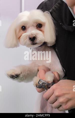 Une femme coupe ses griffes sur un lapdog maltais. Beau chien décoratif dans la procédure de toilettage. Banque D'Images