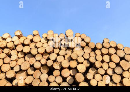 Pile d'arbres ou de grumes abattus avec une coupe transversale visible et des anneaux de croissance par âge Banque D'Images