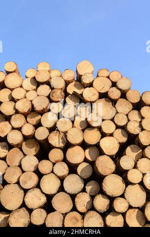 Pile d'arbres ou de grumes abattus avec une coupe transversale visible et des anneaux de croissance par âge Banque D'Images