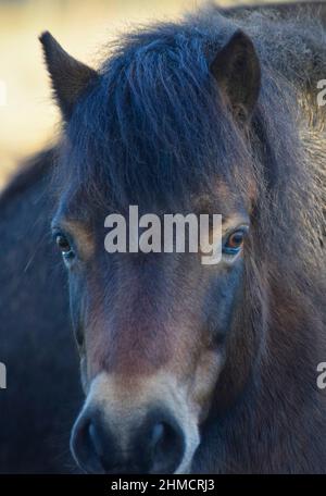 gros plan sur exmoor pony, knettishe heath, suffolk, angleterre Banque D'Images