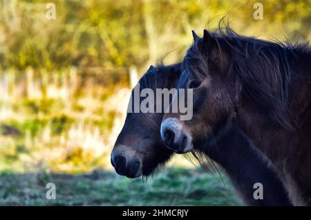 exmoor poney, knettishe heath, angleterre Banque D'Images