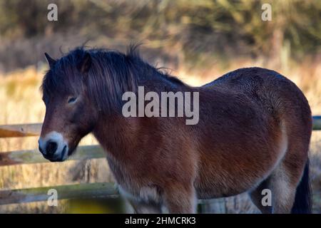 exmoor poney, knettishe heath, angleterre Banque D'Images