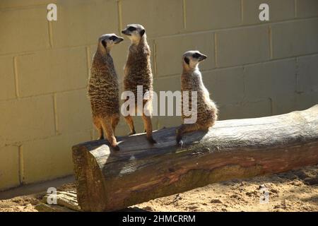 trois meerkats sur le belvédère, angleterre Banque D'Images