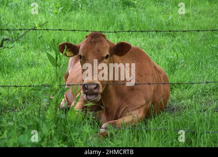 vache couverte de mouches, suffolk, angleterre Banque D'Images