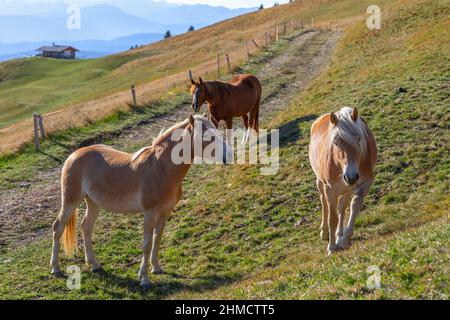 Jeunes chevaux (Haflinger) dans un alpage de haute montagne à Seiser Alm, Tyrol du Sud, Italie Banque D'Images