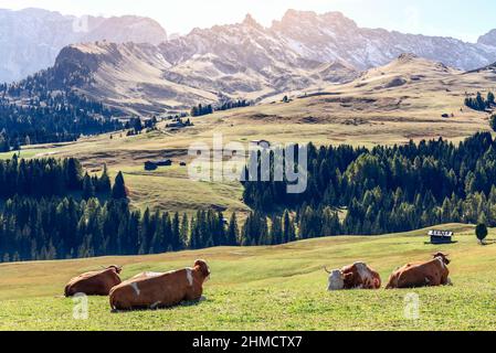 Vaches rouges tachetées reposant sur un haut plateau à Seiser Alm. Tyrol du Sud, Italie Banque D'Images
