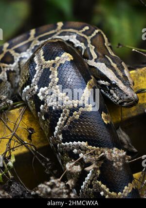 Un Python birman mature près de Yung Shue WAN sur l'île Lamma à Hong Kong. Banque D'Images