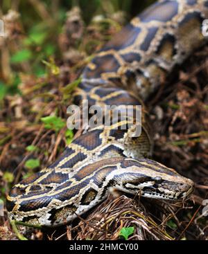 Un Python birman mature près de Yung Shue WAN sur l'île Lamma à Hong Kong. Banque D'Images