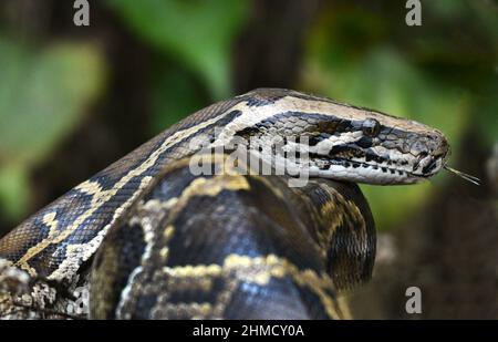 Un Python birman mature près de Yung Shue WAN sur l'île Lamma à Hong Kong. Banque D'Images