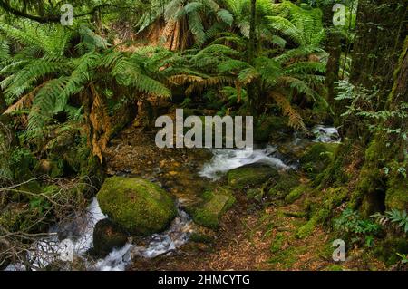 Ruisseau de montagne et fougères dans la forêt tropicale luxuriante de la chaîne Yarra Ranges, Victoria, Australie Banque D'Images