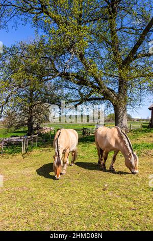 Les chevaux Fjord se broutent dans un pré dans un paysage rural Banque D'Images