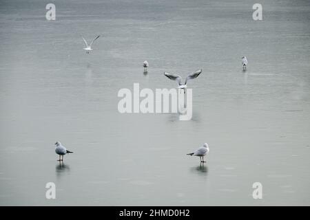 Lyon (France), le 25 janvier 2022. Mouettes sur un lac gelé. Banque D'Images