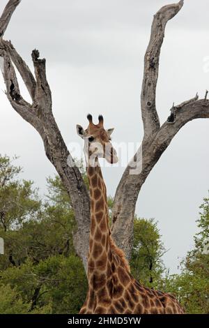 Girafe dans le parc national avec le cou et la tête joliment encadré par deux branches d'un arbre mort dans l'arrière-plan vert avec des arbres épineux en arrière, giraff Banque D'Images