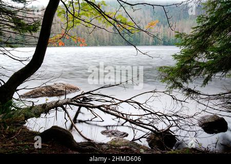 Black Lake, Black Lake, Forêt de Bohême, région de Pilsen, République tchèque Banque D'Images