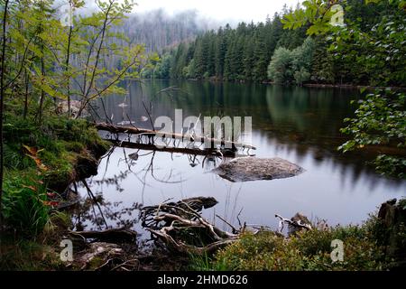 Black Lake, Black Lake, Forêt de Bohême, région de Pilsen, République tchèque Banque D'Images