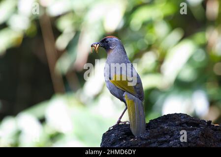 Variété d'oiseaux de Laughingthrush de Thaïlande Banque D'Images