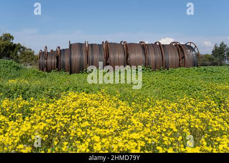 Tuyaux d'irrigation dans un champ vert avec des fleurs jaunes Banque D'Images