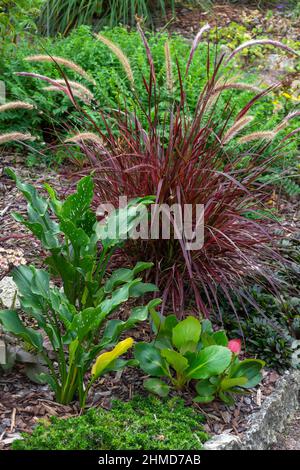 Coin décoratif bien entretenu du jardin avec des plantes à feuilles caduques décoratives à la mode Banque D'Images