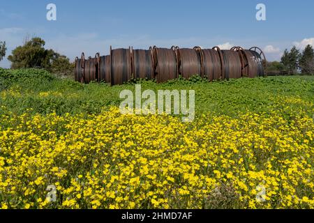 Tuyaux d'irrigation dans un champ vert avec des fleurs jaunes Banque D'Images