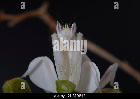 Un gros plan sur une femelle Orchid qui prie la mante, se nourrissant d'une mouche verte. Banque D'Images