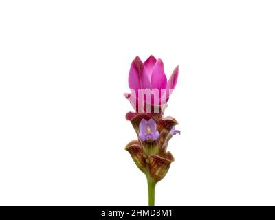 Siam Tulip isolé sur fond blanc Banque D'Images