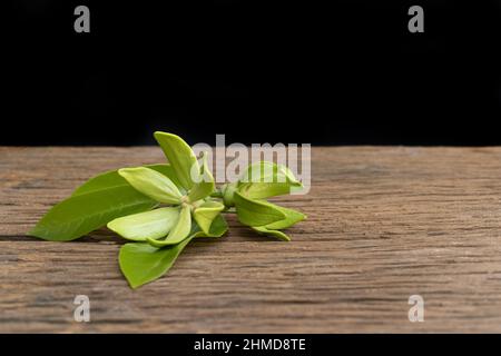 Fleurs d'ylang-ylang vertes posées sur un vieux parquet sur fond noir. Banque D'Images