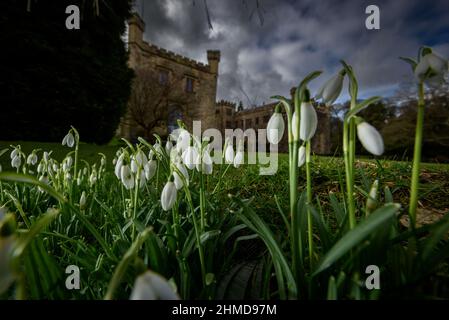 Burnley, Lancashire, Royaume-Uni, le mercredi 09 février 2022. Une récolte de Snowdrops en pleine floraison devant le Towneley Hall historique de Burnley, dans le Lancashire. Crédit : Paul Heyes/Alay News en direct Banque D'Images