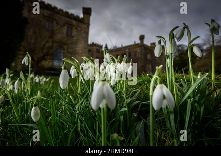 Burnley, Lancashire, Royaume-Uni, le mercredi 09 février 2022. Une récolte de Snowdrops en pleine floraison devant le Towneley Hall historique de Burnley, dans le Lancashire. Crédit : Paul Heyes/Alay News en direct Banque D'Images