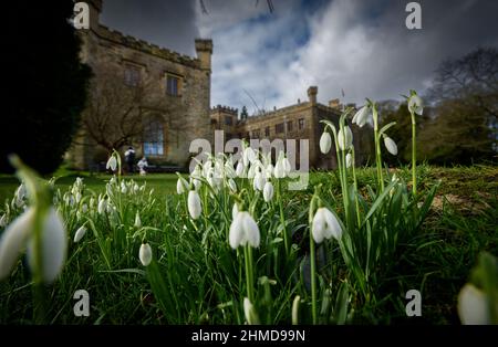 Burnley, Lancashire, Royaume-Uni, le mercredi 09 février 2022. Une récolte de Snowdrops en pleine floraison devant le Towneley Hall historique de Burnley, dans le Lancashire. Crédit : Paul Heyes/Alay News en direct Banque D'Images