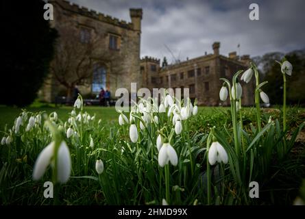 Burnley, Lancashire, Royaume-Uni, le mercredi 09 février 2022. Une récolte de Snowdrops en pleine floraison devant le Towneley Hall historique de Burnley, dans le Lancashire. Crédit : Paul Heyes/Alay News en direct Banque D'Images