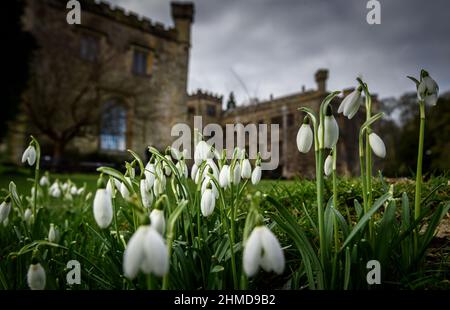 Burnley, Lancashire, Royaume-Uni, le mercredi 09 février 2022. Une récolte de Snowdrops en pleine floraison devant le Towneley Hall historique de Burnley, dans le Lancashire. Crédit : Paul Heyes/Alay News en direct Banque D'Images