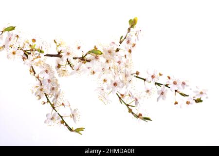 Gros plan en forme de prunier. Fleurs blanches de printemps. Branche de prunier recouverte de fleurs blanches et de nouveaux feuillages sur fond blanc. Banque D'Images