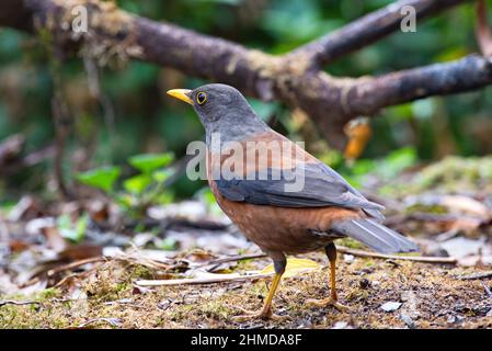 Variété d'oiseaux de Laughingthrush de Thaïlande Banque D'Images