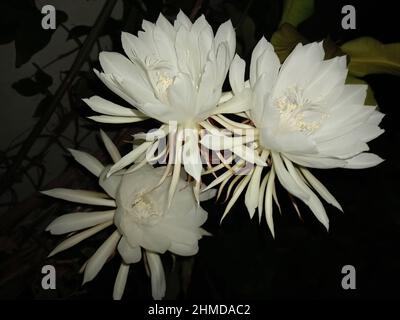 Gros plan de la belle cactus de pipe de Dutchman ou reine de la nuit-floraison dans un jardin Banque D'Images