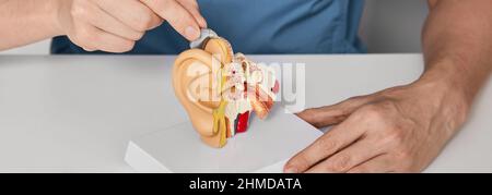 Traitement de la surdité pour les malentendants à l'aide de prothèses auditives. Audiologiste insérant une prothèse auditive BTE sur le modèle anatomique de l'oreille Banque D'Images