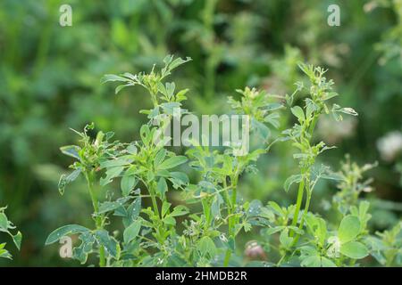 Plante de luzerne endommagée par les larves de la luzerne - Hypera postica. C'est un ravageur dangereux de cette plante végétale. Banque D'Images